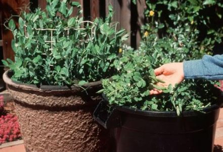 Peas-in-a-Pot  by Burpee